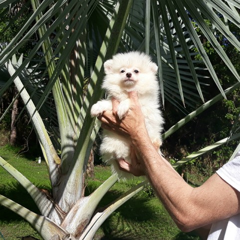 Pomeranian puppy for sale + 60305