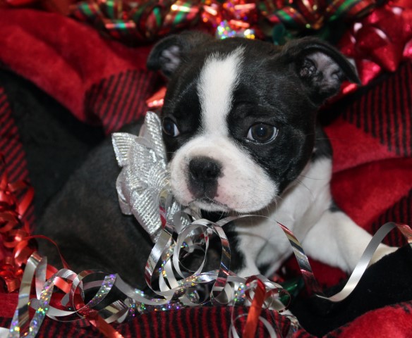 Boston Terrier puppy for sale + 63148