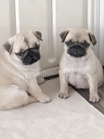 Pug puppy for sale + 66901