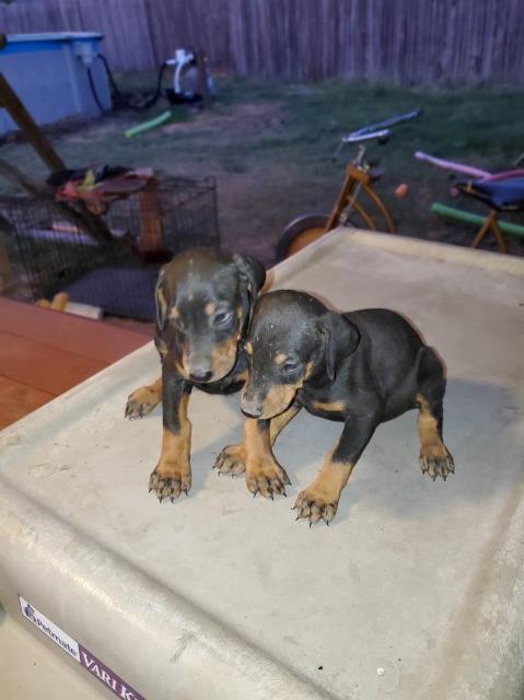 Doberman Pinscher puppy for sale + 58205