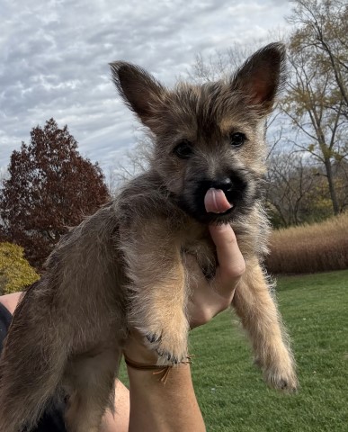 Cairn Terrier puppy for sale + 66271