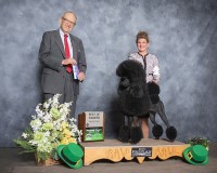 AKC Standard Poodle Poodle Standard for sale/adoption