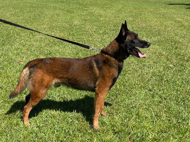 AKC Belgian Malinois Puppies For Sale Working Lines