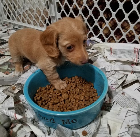 Dachshund puppy for sale + 60404