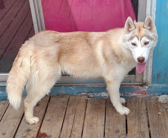 Siberian Husky puppy for sale + 63735