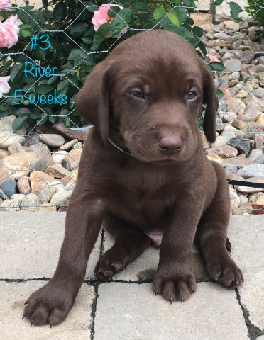 AKC Lab Puppies ready Sept3/2019 - choc, black For Sale