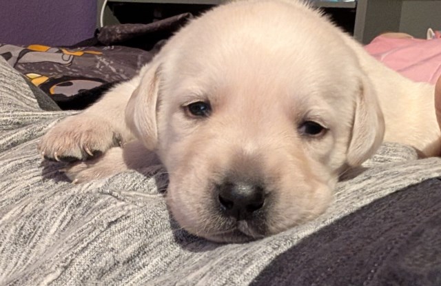 White Labrador Puppies