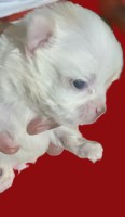 Priscilla  LC Apple Head Female Chihuahua Chihuahua for sale/adoption