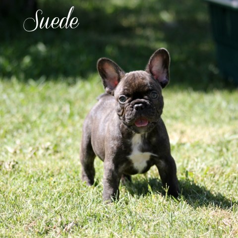 French Bulldog puppy for sale + 58121