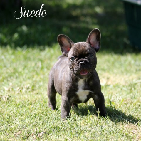 French Bulldog puppy for sale + 58121