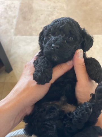 Toy poodle puppies