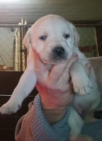AKC Lab Puppies Labrador Retriever for sale/adoption