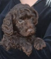 labradoodle chocolate puppies poodle cocker dogs miniature spaniel australian adoption medium mini pups f1b babies valentine freedoglistings labradoodles looks him