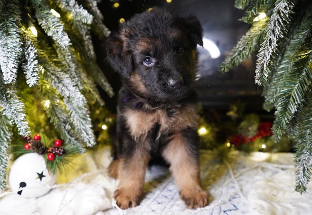 Puppies ready before Christmas!