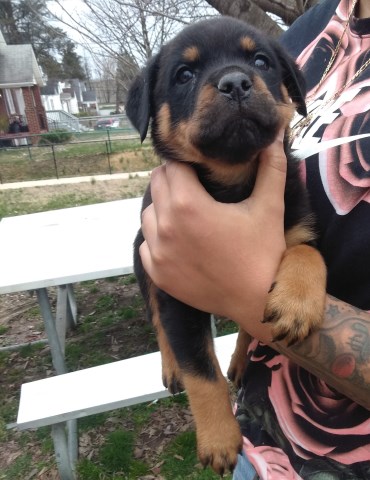 Rottweiler puppy for sale + 56061