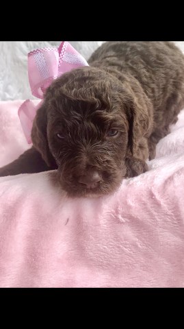 Goldendoodle puppy dog for sale in Mesa, Arizona