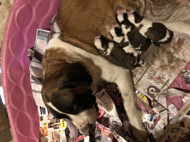 AKC St Bernard Puppies