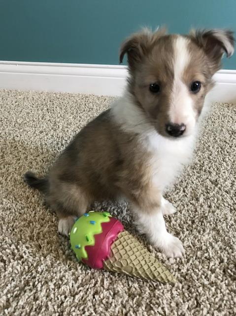 Shetland Sheepdog puppy for sale + 48385