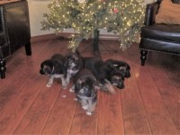 German Shepherd Puppy German Shepherd Dog for sale/adoption