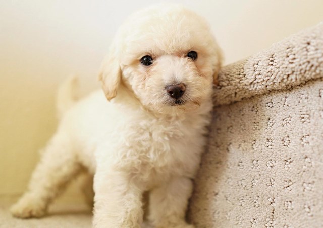 Maltipoo puppy for sale + 59784