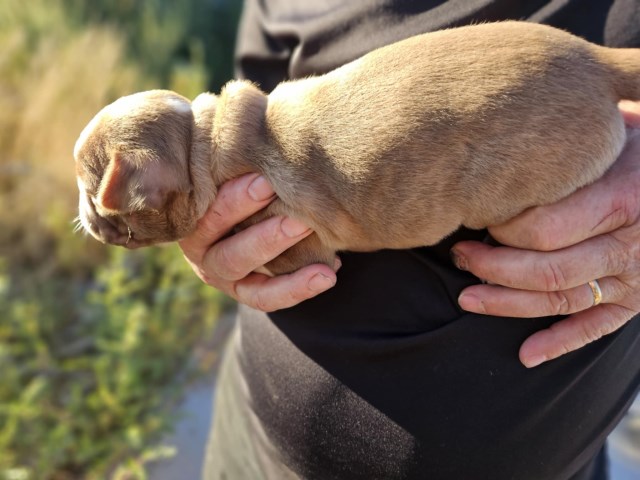 Boston Terrier puppies