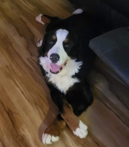 Bernese Mountain STUD