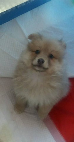 Pomeranian puppy for sale + 51188