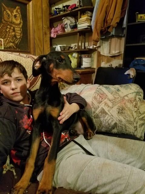 Registered doberman puppies