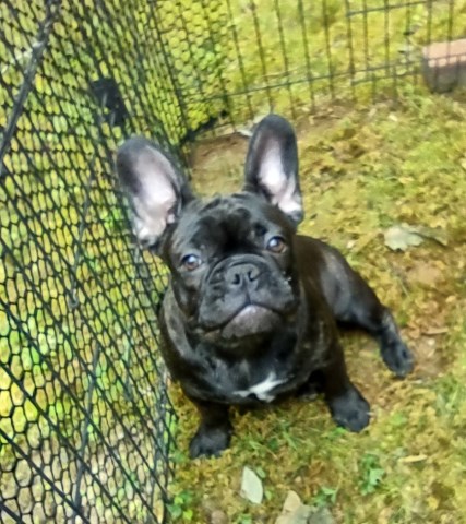 French Bulldog puppies