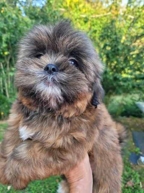 SHIHTZU/Maltese Female puppy for sale ale