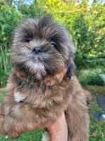 SHIHTZU/Maltese Female puppy for sale ale Shih Tzu for sale/adoption