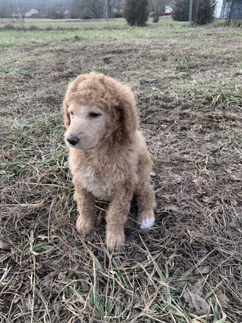 Poodle Standard puppy for sale + 59749