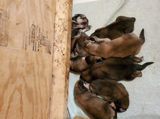 Tibetan mastiff puppies