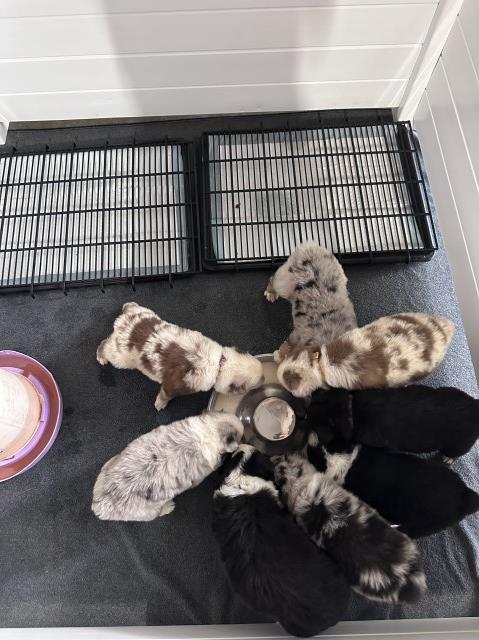 Australian shepherd puppies
