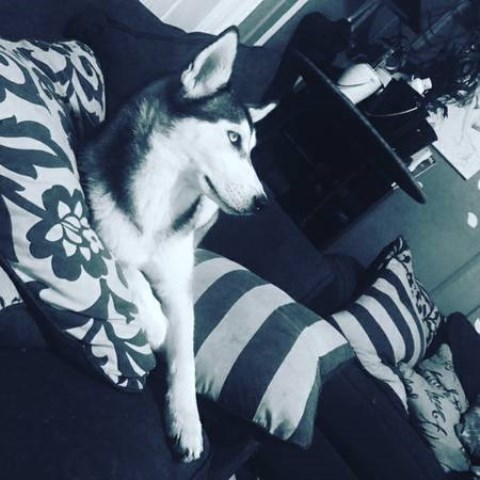 husky siberian stunningly pup diego california san