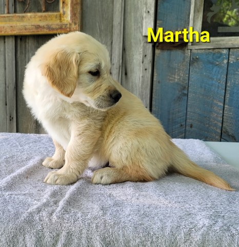 Golden Retriever puppy for sale + 63473