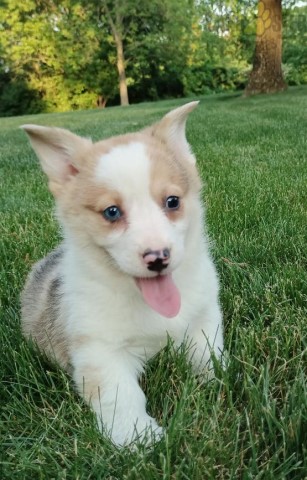 Pembroke Welsh Corgi Puppies.