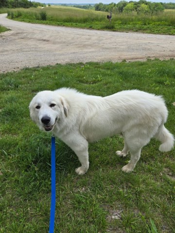 Great Pyrenees puppy for sale + 66631
