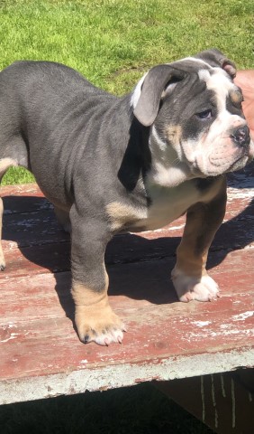 English Bulldog puppy for sale + 63309