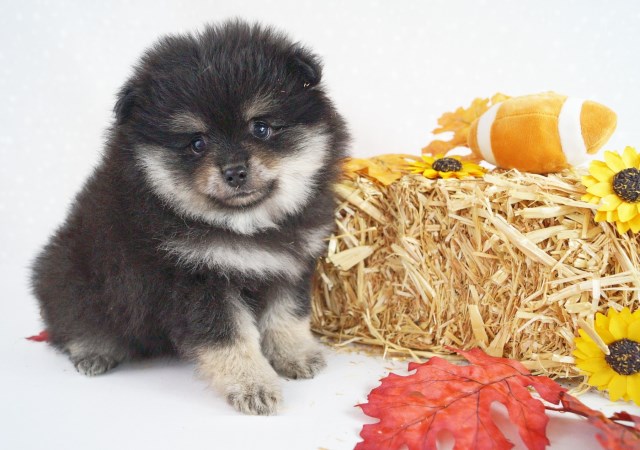 CKC Pomeranian: CHRISTIE BARBIE; Female