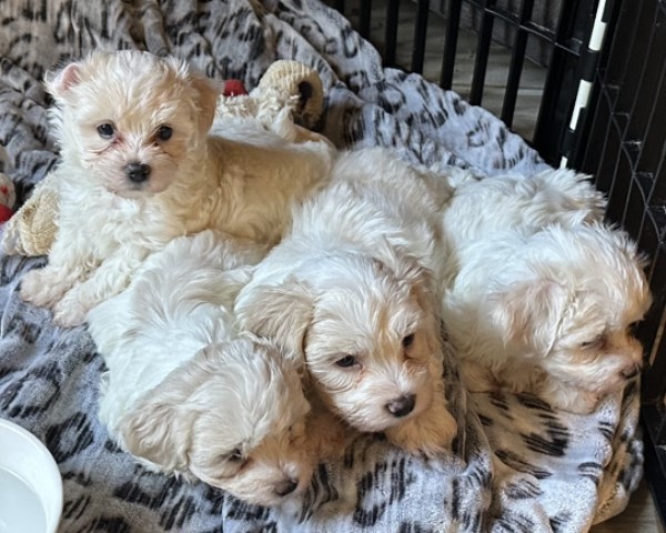 Morkie puppy for sale + 65271
