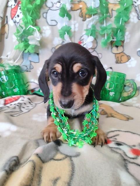 Dachshund puppy for sale + 66473