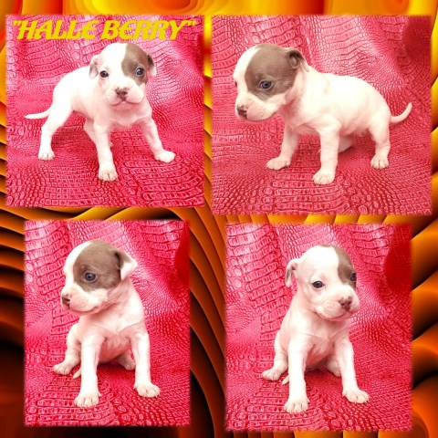American Pit Bull Terrier puppy for sale + 63465