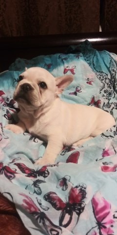 French Bulldog puppy for sale + 49307