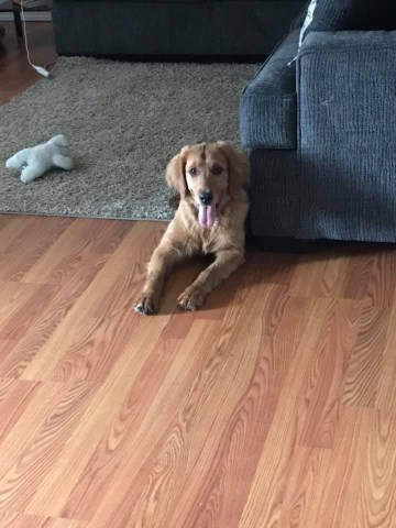 7 month golden puppy
