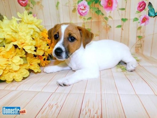 Chicago Jack Russell Mix Type  Prespoiled & well socialized.