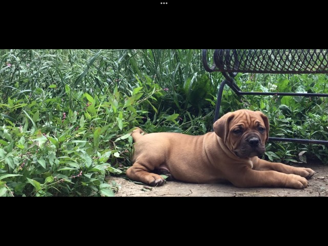 Dogue De Bordeaux puppy for sale + 65997