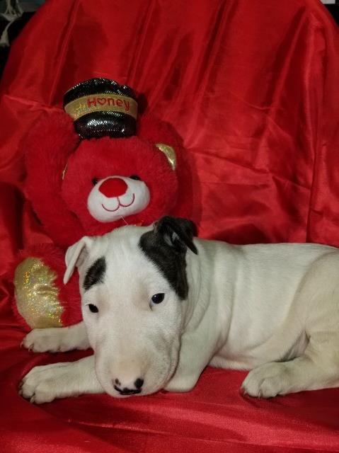 Bull Terrier puppy for sale + 59971