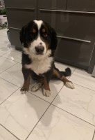 Female Bernese Mountain Dog Bernese Mountain Dog for sale/adoption