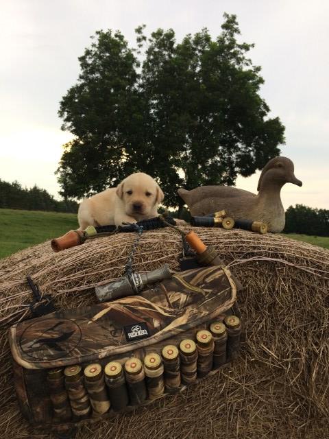 AKC LAB PUPPIES